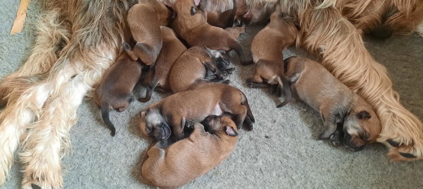 CHIOT 1 - Berger de Picardie