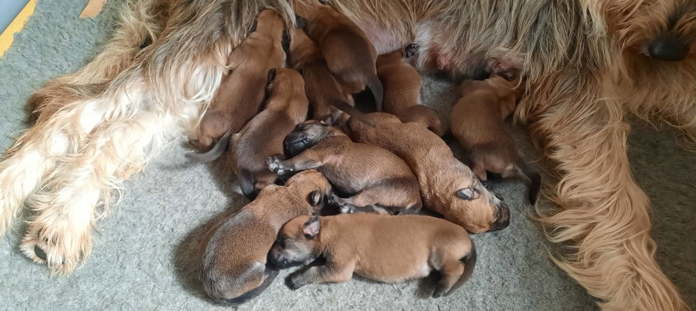 CHIOT 9 - Berger de Picardie