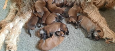 Les chiots de Berger de Picardie