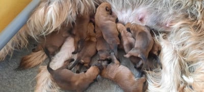 Les chiots de Berger de Picardie