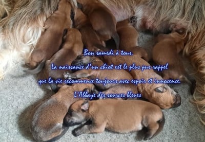 Les chiots de Berger de Picardie