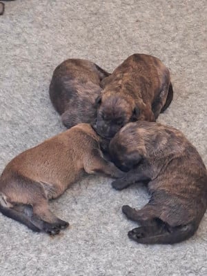 Les chiots de Berger de Picardie
