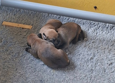 Les chiots de Berger de Picardie