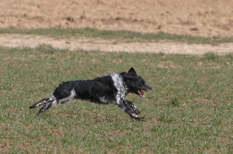 Publication : Du Hameau De L'hirondelle Auteur : Didier sement