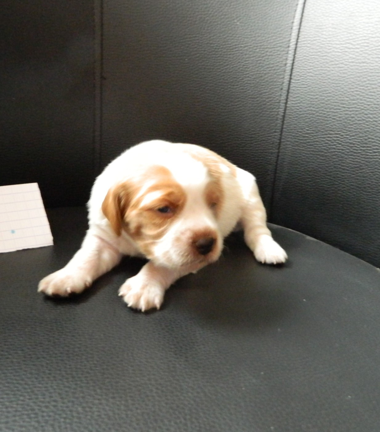 CHIOT 6 - Epagneul Breton