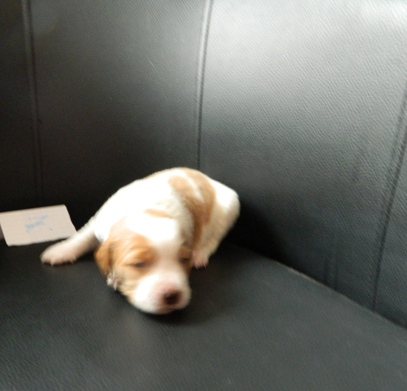 CHIOT 7 - Epagneul Breton