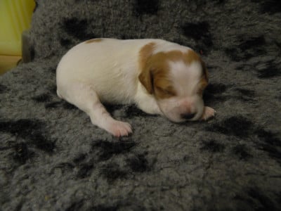 Les chiots de Epagneul Breton