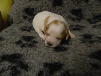 Les chiots de Epagneul Breton