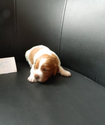 CHIOT 5 - Epagneul Breton