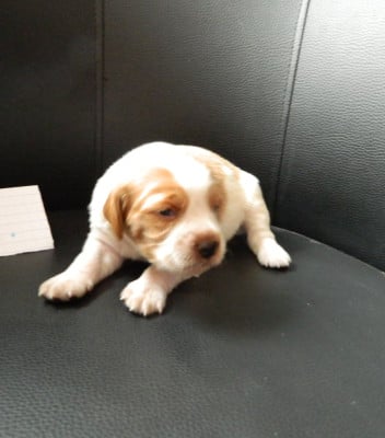 CHIOT 6 - Epagneul Breton