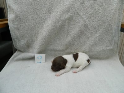 Les chiots de Epagneul Breton