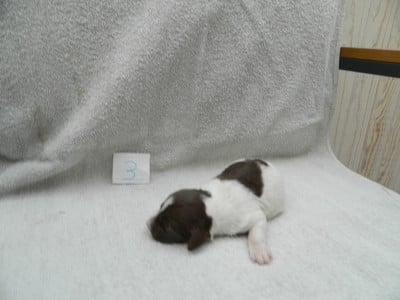 Les chiots de Epagneul Breton
