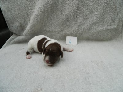 Les chiots de Epagneul Breton