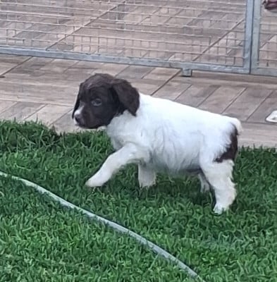 Les chiots de Epagneul Breton