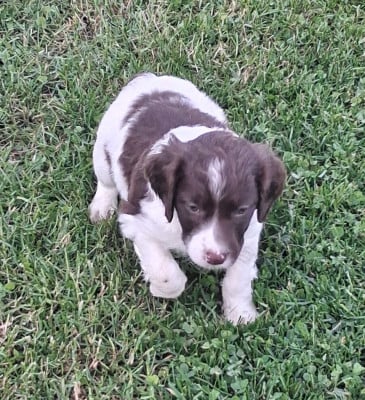 Les chiots de Epagneul Breton