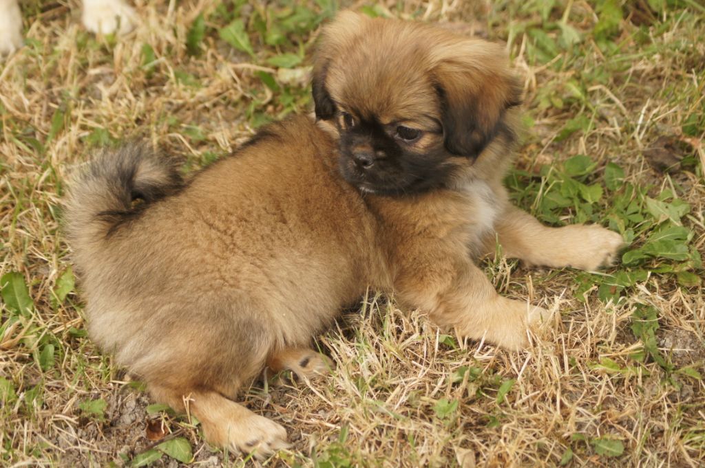 Publication : de Yangchen