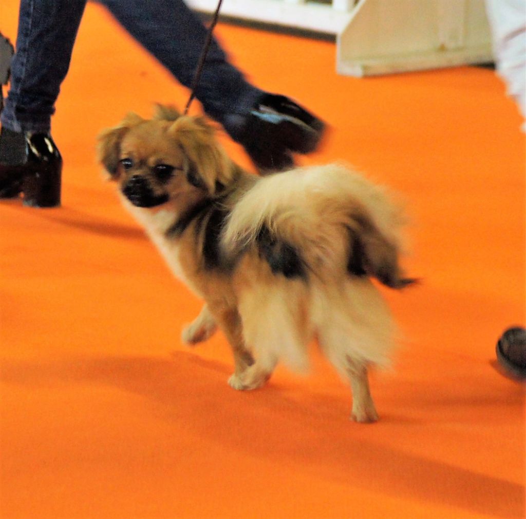 Publication : de Yangchen