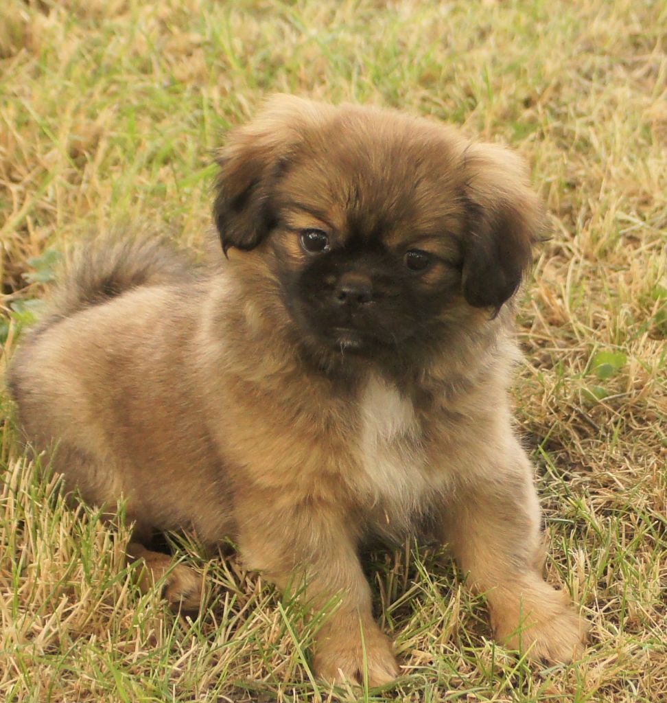 Publication : de Yangchen