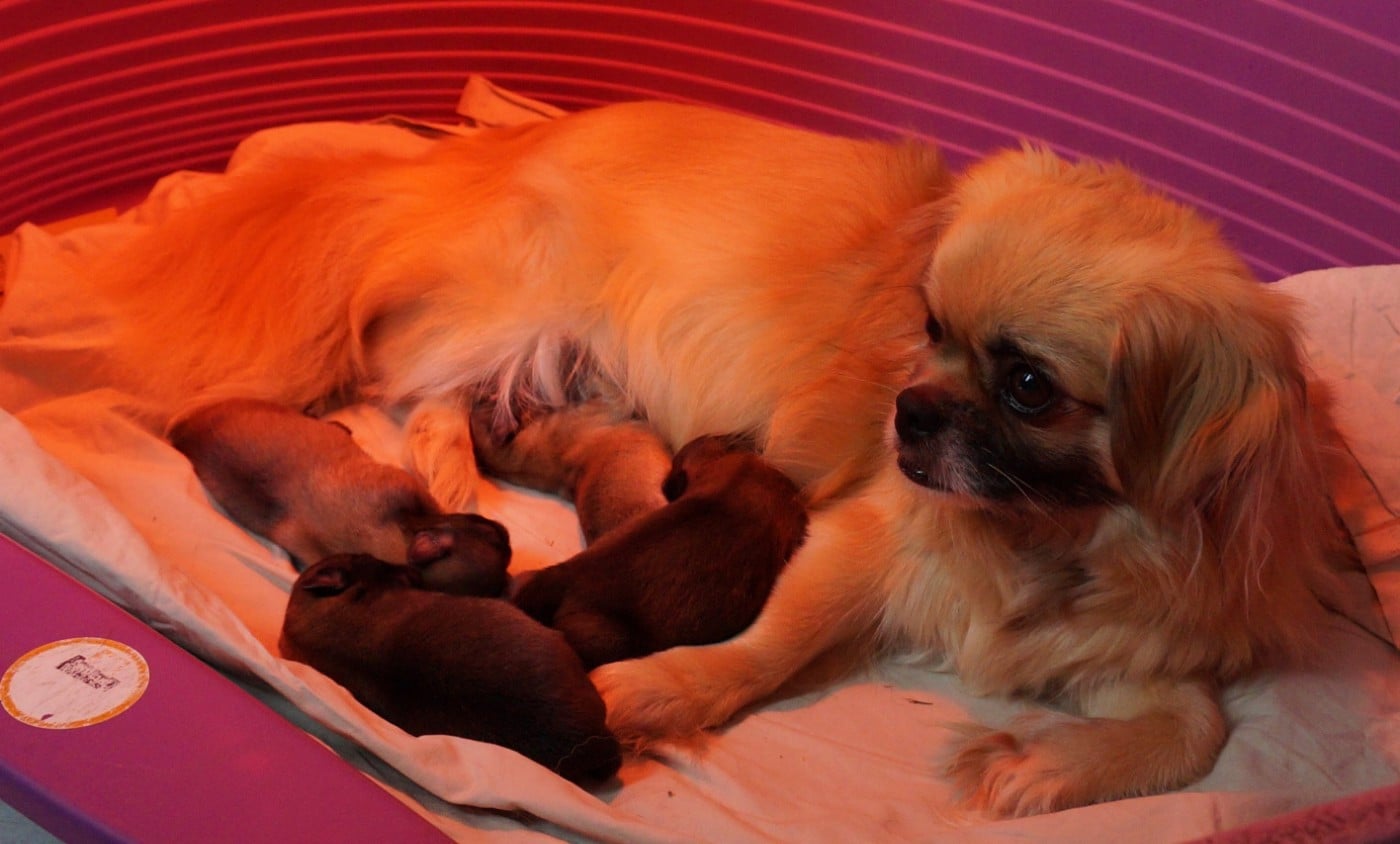 CHIOT 3 - Epagneul tibetain