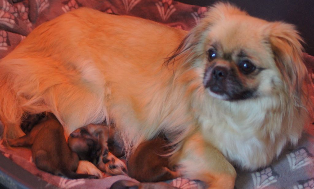 Chiot Elevage De Yangchen Eleveur De Chiens Epagneul Tibetain