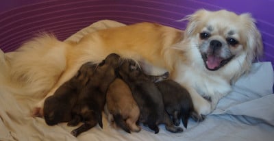 Les chiots de Epagneul tibetain