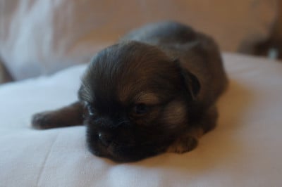 Chiot N°1 - Epagneul tibetain