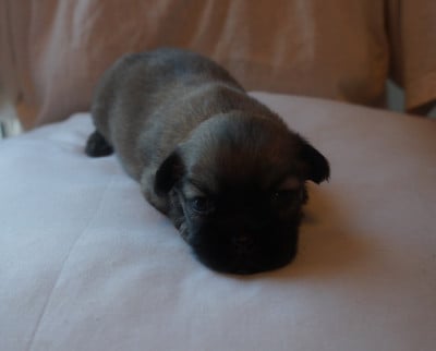 Chiot N°2 - Epagneul tibetain