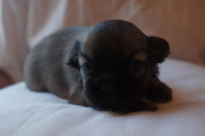 Chiot N°3 - Epagneul tibetain