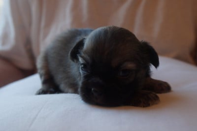 Chiot N°4 - Epagneul tibetain