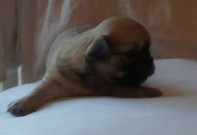 Chiot N°5 - Epagneul tibetain