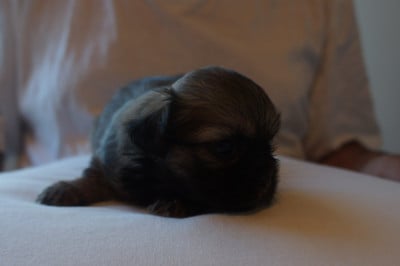 Les chiots de Epagneul tibetain