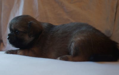 Les chiots de Epagneul tibetain