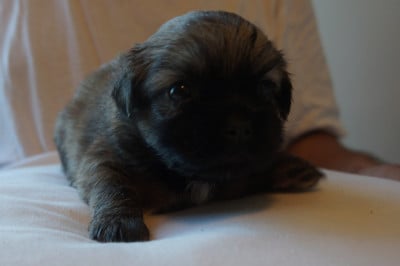 Les chiots de Epagneul tibetain