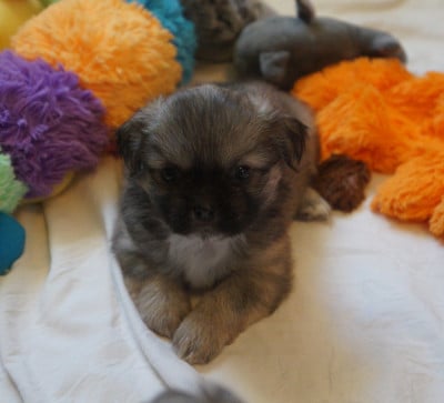 Les chiots de Epagneul tibetain