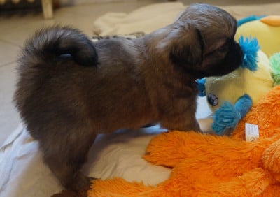 Les chiots de Epagneul tibetain