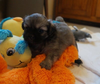 Les chiots de Epagneul tibetain