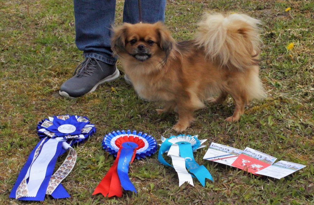 CH. Opale de Yangchen - CACS-CACIB-BOB