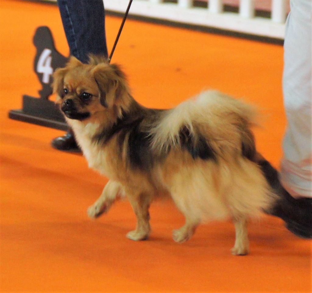 CH. Opale de Yangchen - 1er Excellent BOB Junior