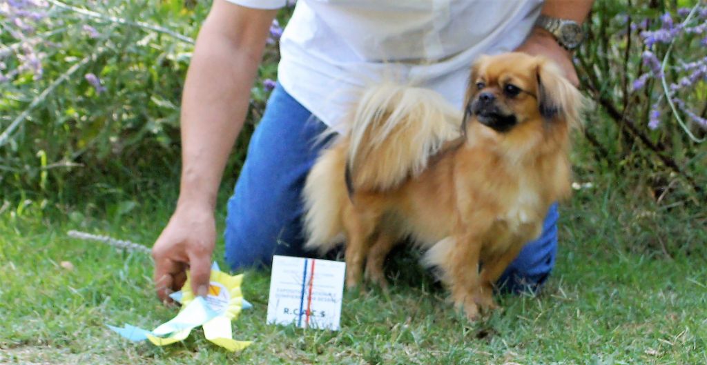 CH. Opale de Yangchen - 2 ème Excellent Classe Ouverte R-CACS