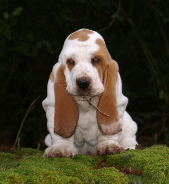 Publication : Des Ames Tranquilles Auteur : DES AMES TRANQUILLES