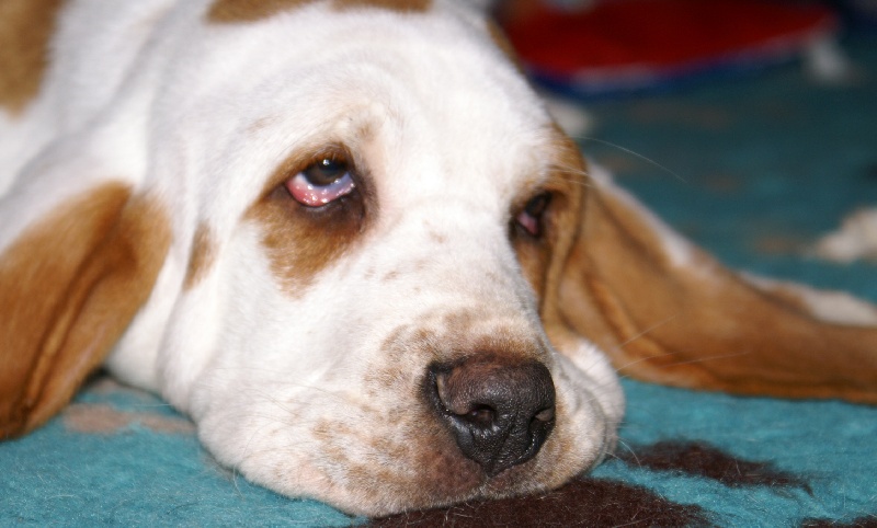 Publication : Des Ames Tranquilles Auteur : DES AMES TRANQUILLES