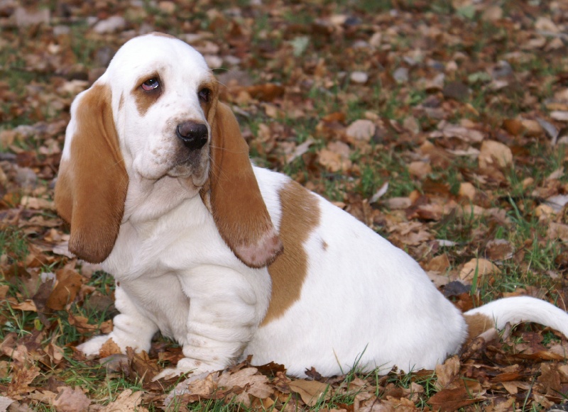 Publication : Des Ames Tranquilles Auteur : DES AMES TRANQUILLES