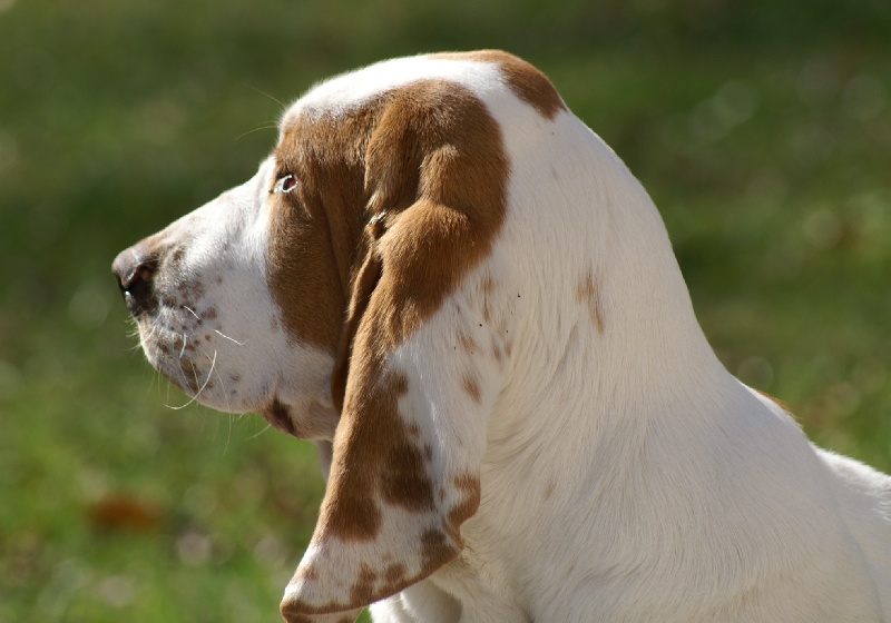Fais pas ci-fais pas ça des vents de la genete - TRES PROMETTEUR ( Classe puppy)