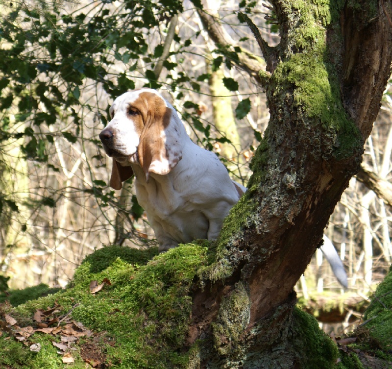 Fais pas ci-fais pas ça des vents de la genete - PROMETTEUR ( classe Puppy)