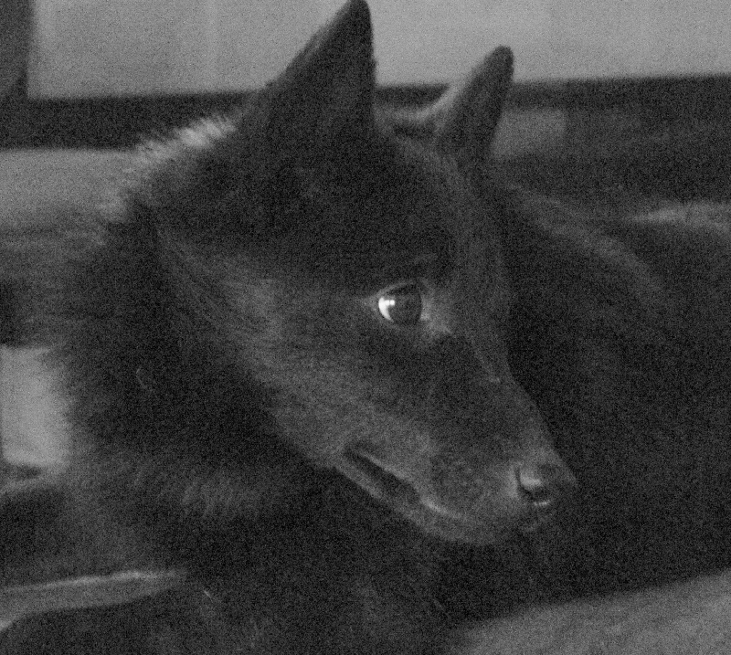 Publication : du clos des lutins d'ébène Auteur : Christine Duseux