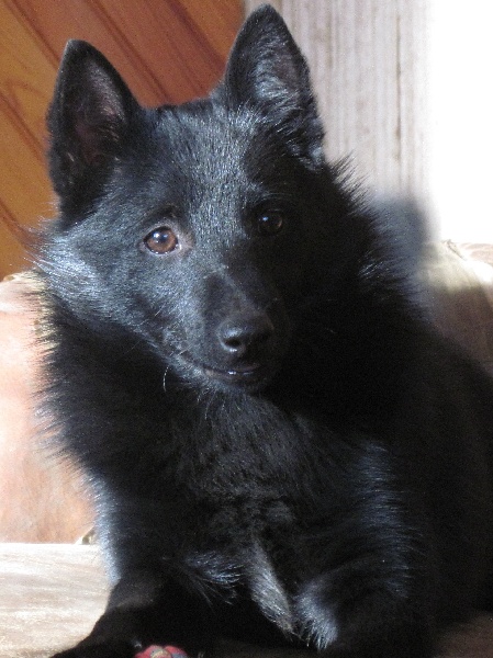 Publication : du clos des lutins d'ébène Auteur : Christine Duseux