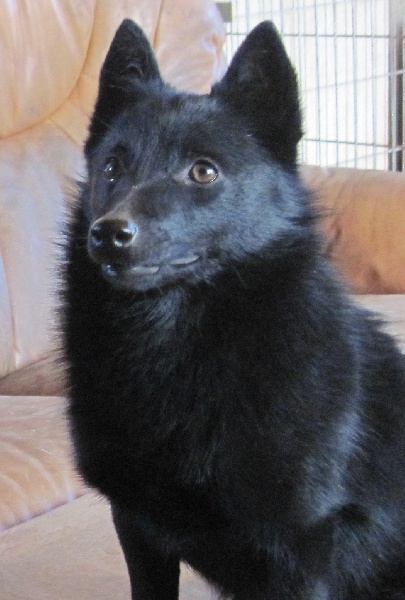 Publication : du clos des lutins d'ébène Auteur : Christine Duseux