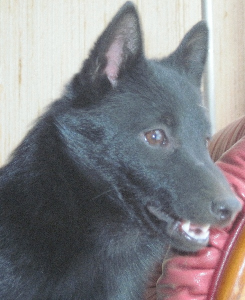 Publication : du clos des lutins d'ébène Auteur : Christine Duseux