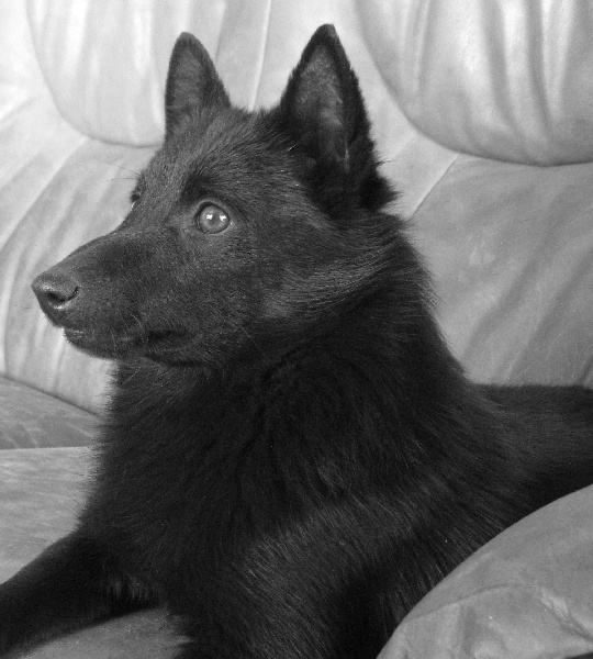 Publication : du clos des lutins d'ébène Auteur : Christine Duseux