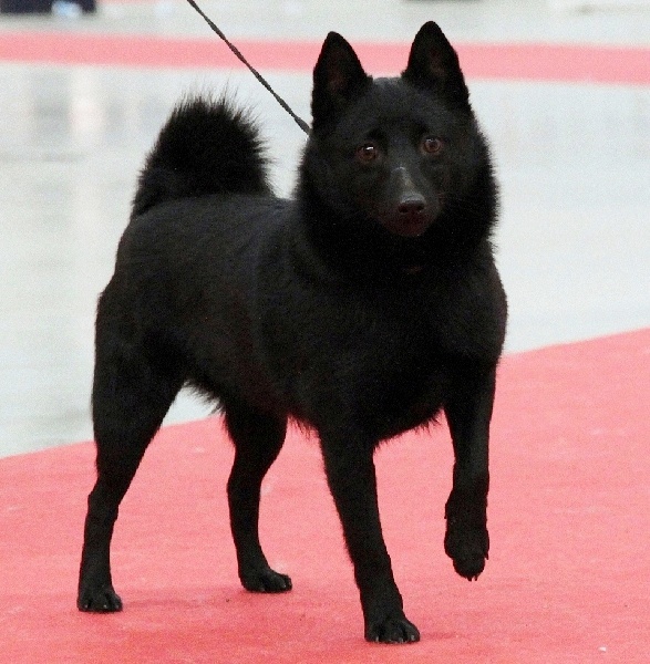 Publication : du clos des lutins d'ébène Auteur : Christine Duseux